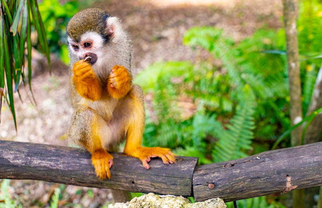 Excursion à Monkeyland - Photo 5