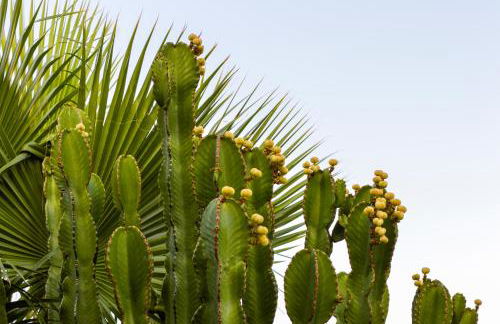 Villa Bendex Estepona Costa Del Sol - Photo 48