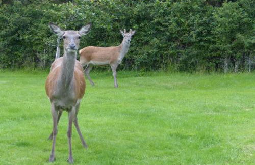 Aultbea Lodges - Foto 12