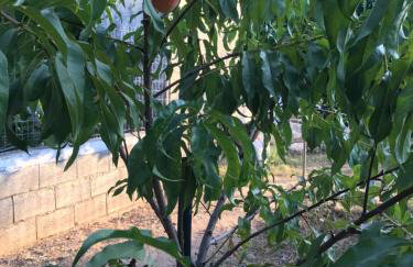 BIO Garden Stonehouse - Foto 50