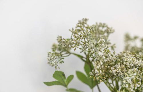 Fern Walk Cosy 3 Bedroom House - Dalkeith - Photo 8