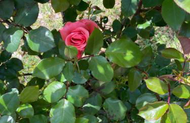 Residenza Le Spiagge - Foto 57