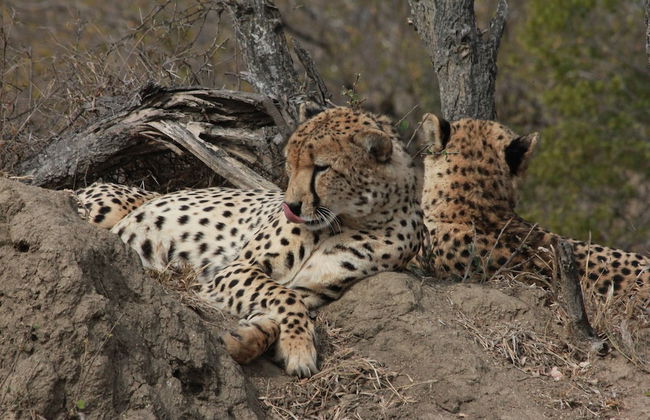 Simbavati River Sands - Photo 17