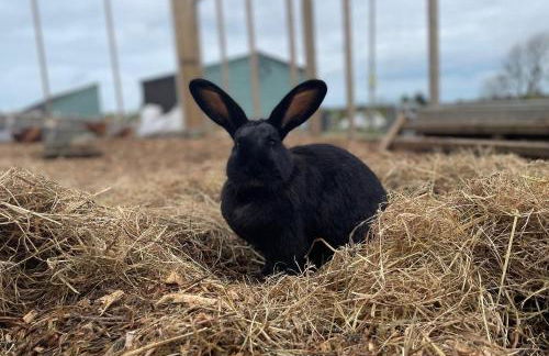 Trenewydd Farm Holiday Cottages - Foto 28