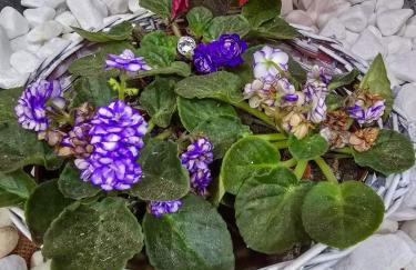 1 Apto prático e moderno SP Expo Zoo Simba Safari Congonhas - Foto 6