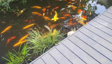 Loft Appartement Les Angles 30133 Possibilité jacuzzi - Foto 5, Garden