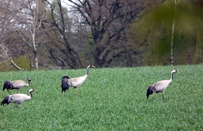 Holiday Apartment Krote 5 - Foto 18