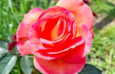 Podere Muracciolo - Foto 16