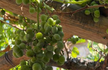 Vigliata Sidirounta Traditional Stonehouse - Foto 38