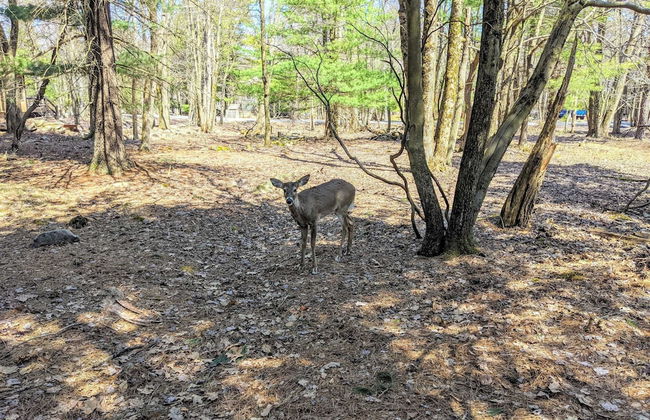 Hickory Cabin by Avantstay Firepit, Hot Tub, Game Room, Great Location - Foto 38