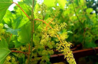 Apartments Sunset Jadranovo - Photo 31