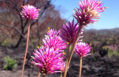 Oforasteiro - Foto 53