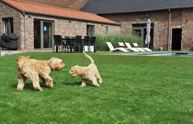 Vlaanderen Cozy Cottage - Foto 15