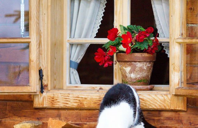 Almdorf Seinerzeit - Foto 73