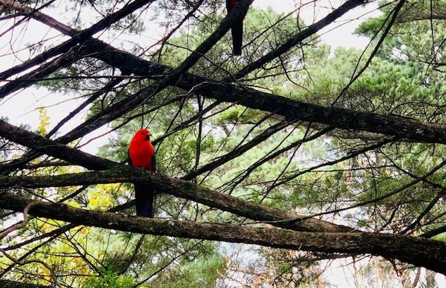 Falls Mountain Retreat - Foto 9