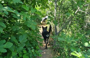 Cabayourte à la mauvaise herbe - Foto 14