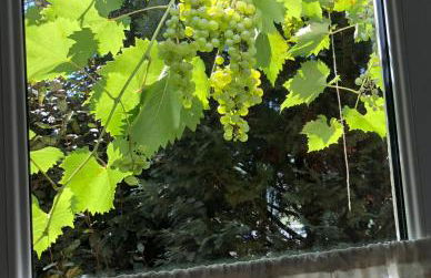 Mosel-Erker - Foto 29