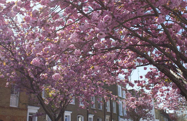 Kensington Olympia Apartments - Foto 1