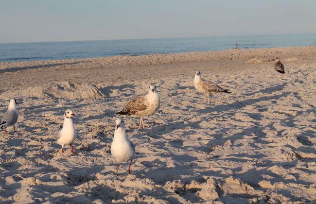 Geraumige Wohnung mit Garten in Zingst - Foto 23