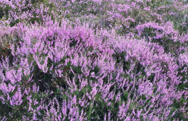 Drumguish Cottage - Foto 61