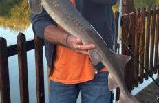 Cabanes flottantes et gîtes au fil de l'eau - Foto 7