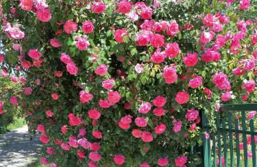 Agriturismo bio Apipoli - Foto 21