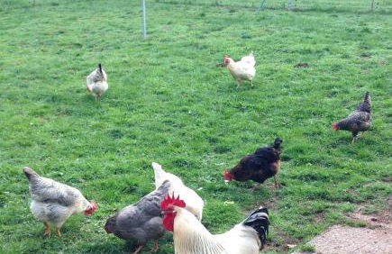 Ferienwohnung Land-Idylle - Foto 24