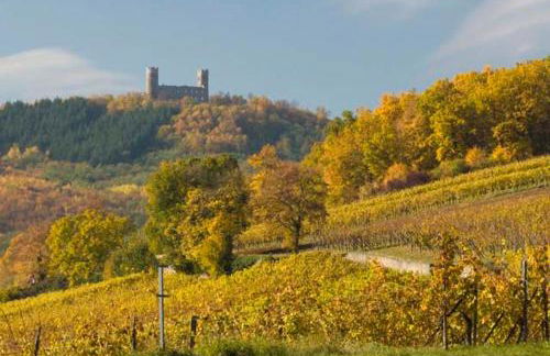 Terrasses du Zimmerberg - Photo 17