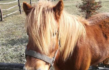 Grebengradska Medna Hiža - Foto 46