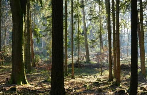 Ferienwohnung am Meulenwald - Foto 6