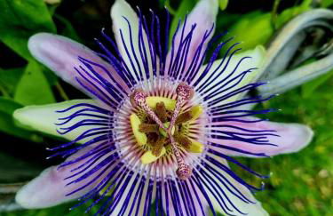 cottage lavanda e rosmarino - Foto 17