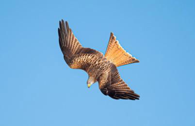 CASA RURAL REVOLCADORES - Foto 40