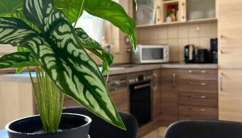 Geräumige Wohnung mit Balkon - Zentral - Kostenloses Parken - Foto 5