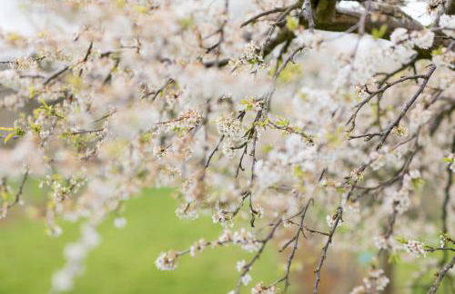 Dragon Orchard Retreat - Foto 28