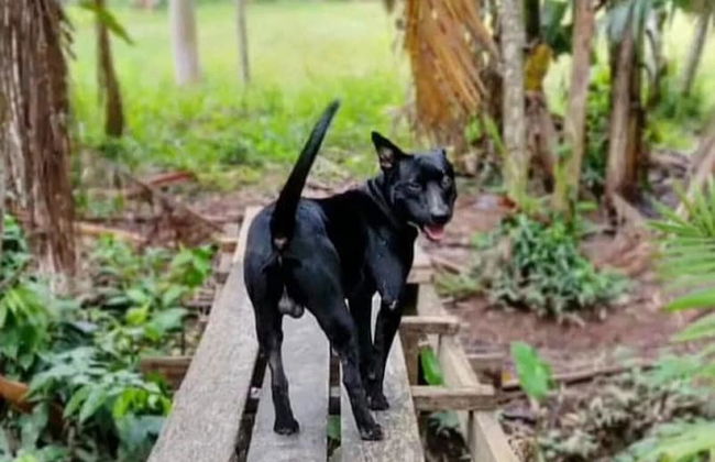 Chale das Torres - Foto 10