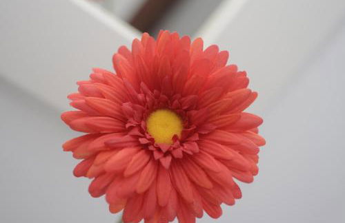 San Francisco's House - Foto 25