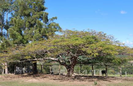 Haras Santa Amalia - Nova União MG - Foto 11