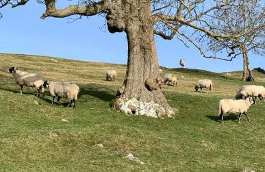 Inglewood Apartment, Ingleton, Yorkshire Dales National Park, Famous Three Peaks, Near The Lake District, Pets Are Welcome - Foto 25