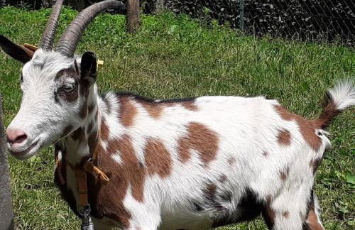 Mattheishof - Foto 13