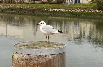 Flip-Flop Ferienwohnung Strandkorb Büsum EXKLUSIV,Hafennähe - Photo 20