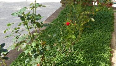 Agriturismo Podere Tresa - Photo 3