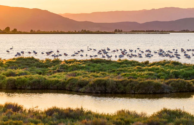 Paseo a caballo por el Delta del Ebro - Foto 5