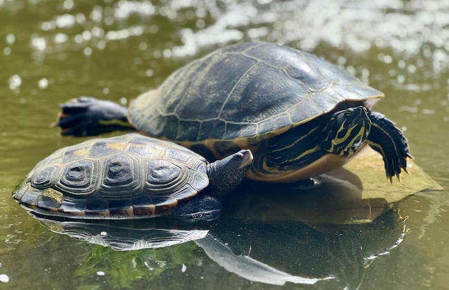 Open Sky Villa - Foto 18