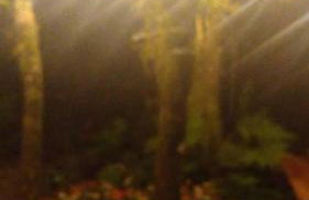 Refúgio Aconchegante em Canela Natureza & Conforto CAN131 - Foto 16