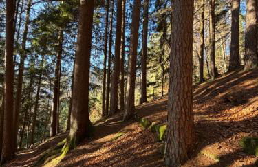 Ferienwohnung Tal & Tanne in Baiersbronn, ideal für Familien, Wanderer & Naturliebhaber - Foto 28