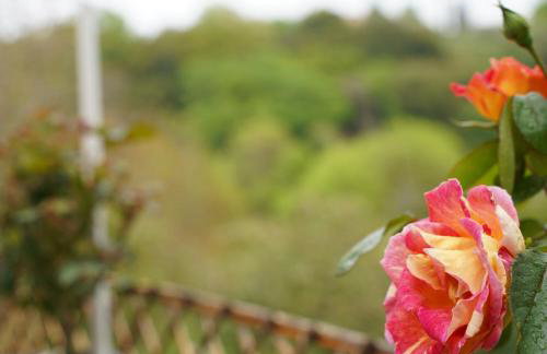 Olympia Corfu - Foto 18