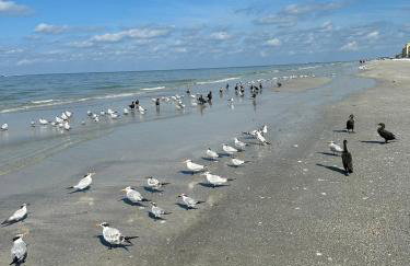 Beach Retreat in Redington Shores - Foto 40