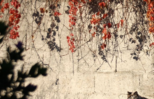 Agriturismo Sa Tanca - Photo 31