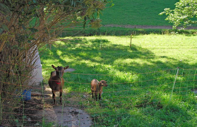 Comfy Apartment in Salmensbach near River - Photo 5