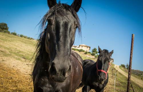Agriturismo San Silvestro - Foto 15